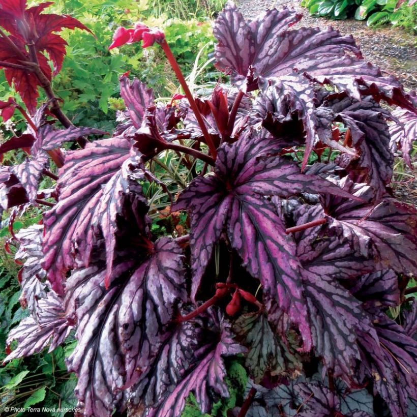 Begonia Garden Angel Blush (Porto)