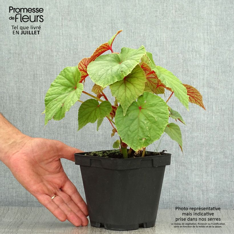 Esemplare di Begonia grandis subsp. evansiana Vaso da 2L/3L consegnato in estate