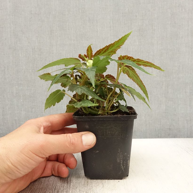 Begonia Belleconia Citrus Vaso da Ø 10 cm/11 cm esemplare consegnato in primavera