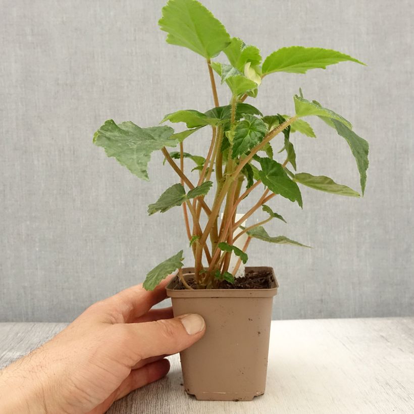 Begonia Begonia Chardonnay Vaso da Ø 10 cm/11 cm esemplare consegnato in primavera