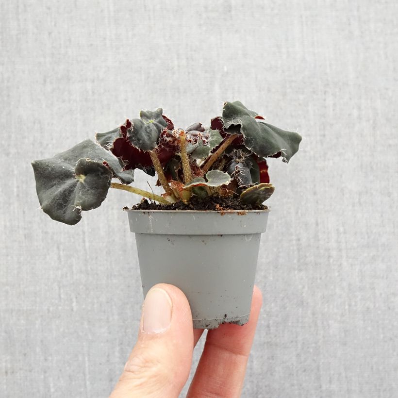 Begonia Rex Dark Mambo - Motte 5 cm x 7 cm esemplare consegnato in primavera
