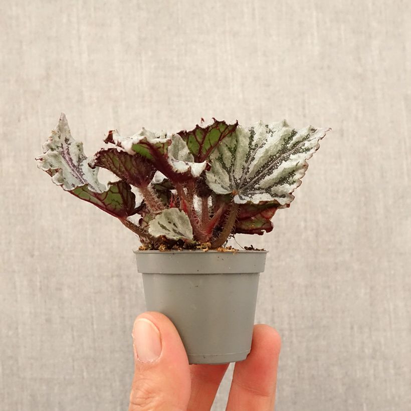 Begonia Rex Dew Drop - Motte 5 cm x 7 cm esemplare consegnato in primavera