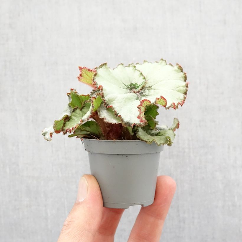 Begonia Rex Escargot - Bégonia escargot Motte 5 cm x 7 cm esemplare consegnato in primavera