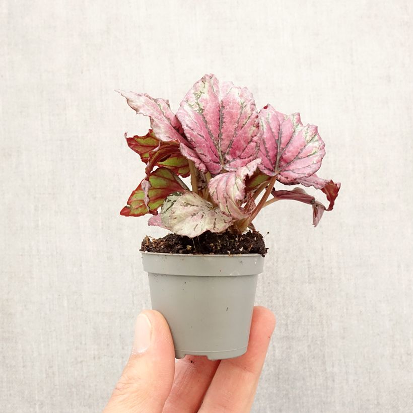 Begonia Rex Hugh McLauchlan - Motte 5 cm x 7 cm esemplare consegnato in primavera