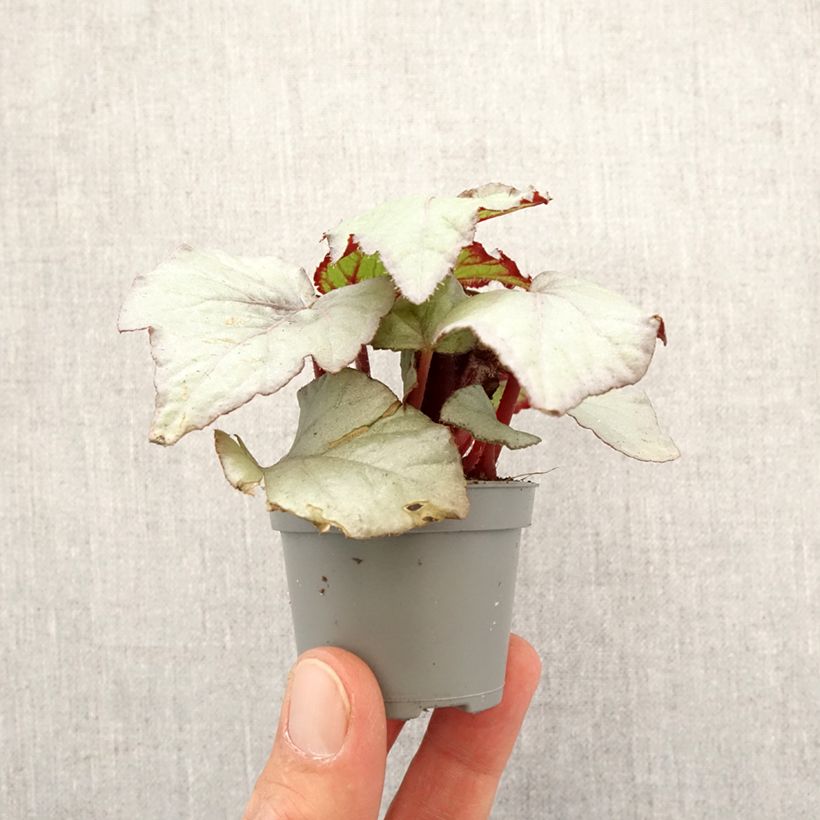 Begonia Rex Pink Pop - Motte 5 cm x 7 cm esemplare consegnato in primavera