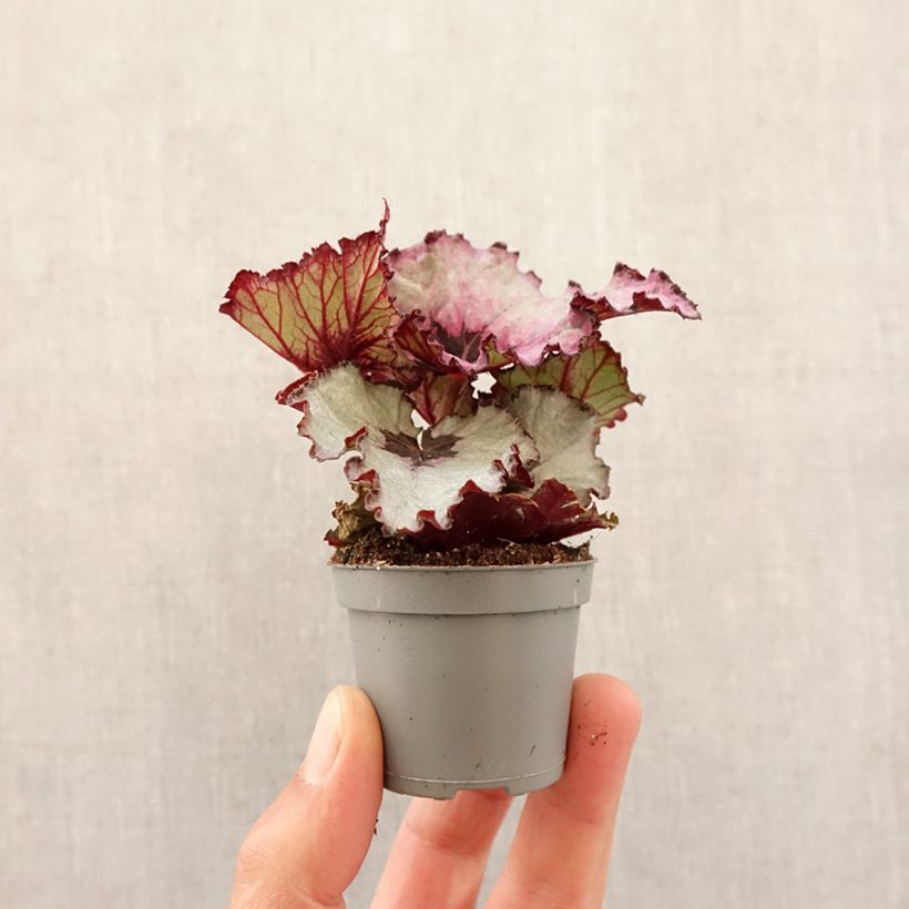Begonia Rex Red Heart - Motte 5 cm x 7 cm esemplare consegnato in primavera