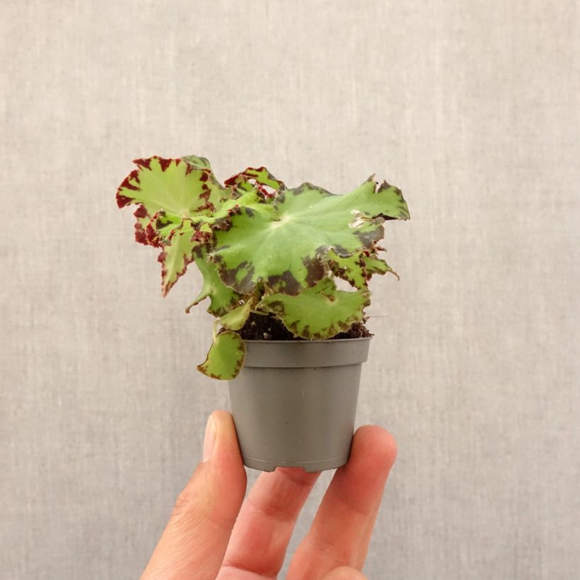 Begonia Rex Red Jive - Motte 5 cm x 7 cm esemplare consegnato in primavera