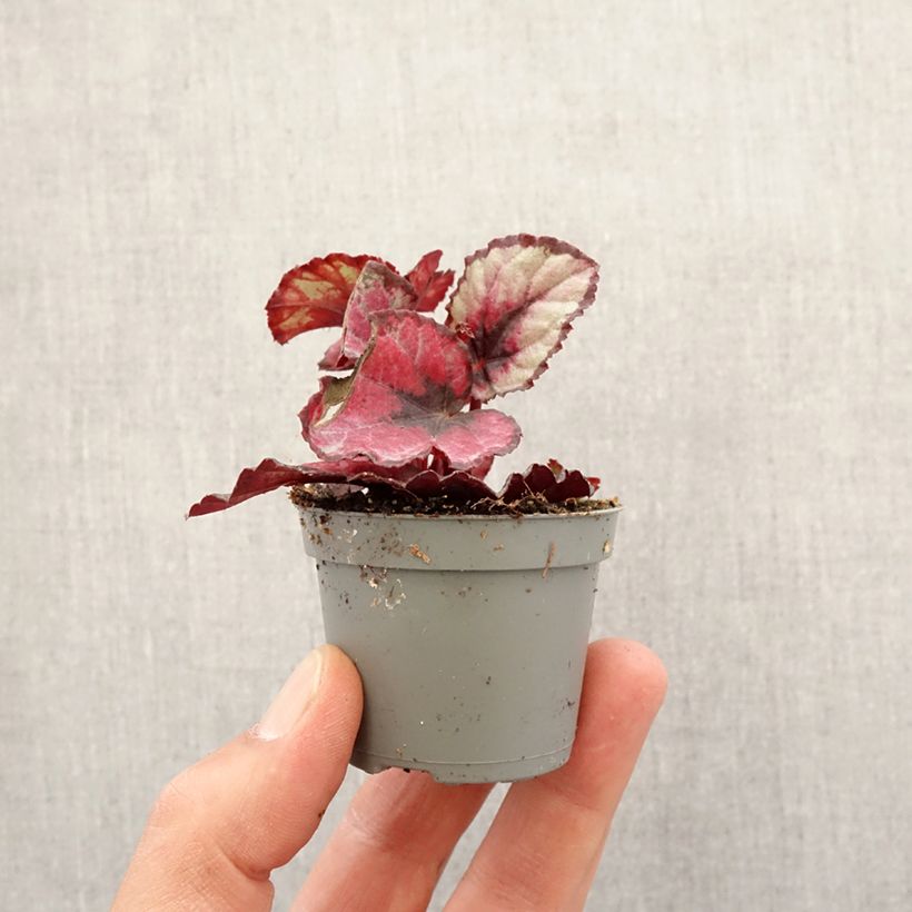 Begonia Rex Red Kiss - Motte 5 cm x 7 cm esemplare consegnato in primavera