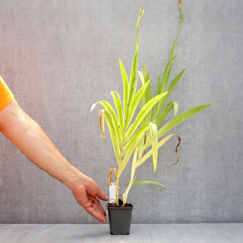 Esemplare di Belamcanda chinensis Hello Yellow Vasetto da 8/9 cm consegnato in estate