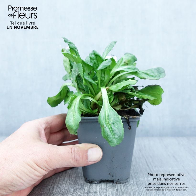Esemplare di Bellis perennis Roode - Pratolina comune Vasetto da 8/9 cm come consegnato in autunno