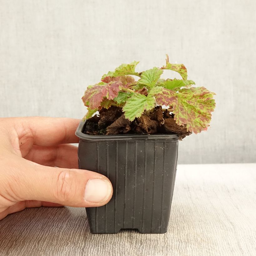Esemplare di Geum rivale Coppertone Vasetto da 8/9 cm come consegnato in autunno