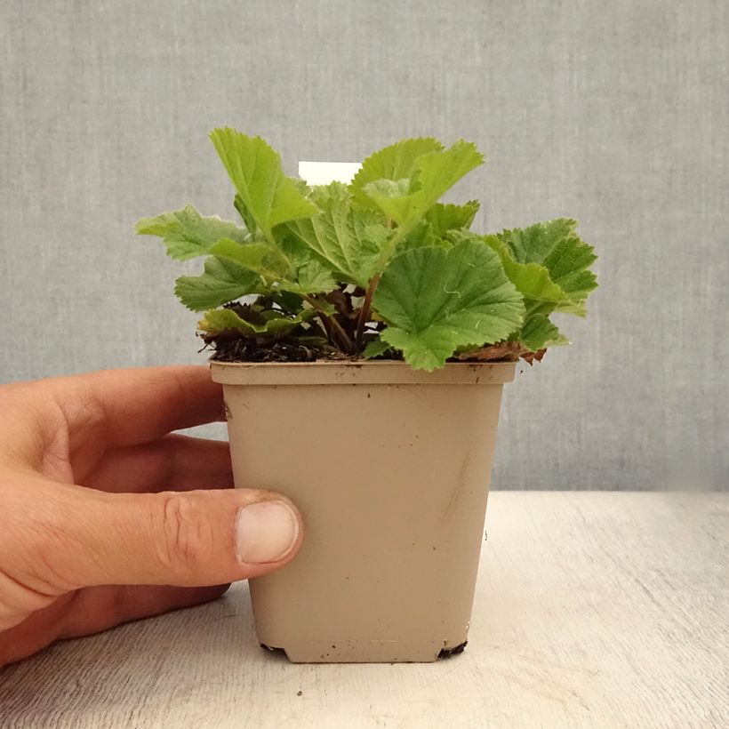 Esemplare di Geum chiloense Sigiswang Vasetto da 8/9 cm consegnato in estate