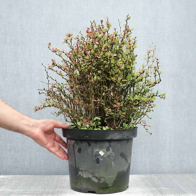 Esemplare di Berberis buxifolia Nana - Calafate Vaso da 7,5L/10L consegnato in estate