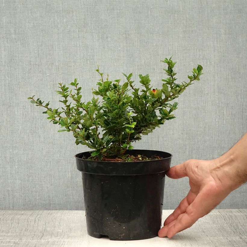 Esemplare di Berberis darwinii - Crespino di Darwin Vaso da 2L/3L consegnato in estate