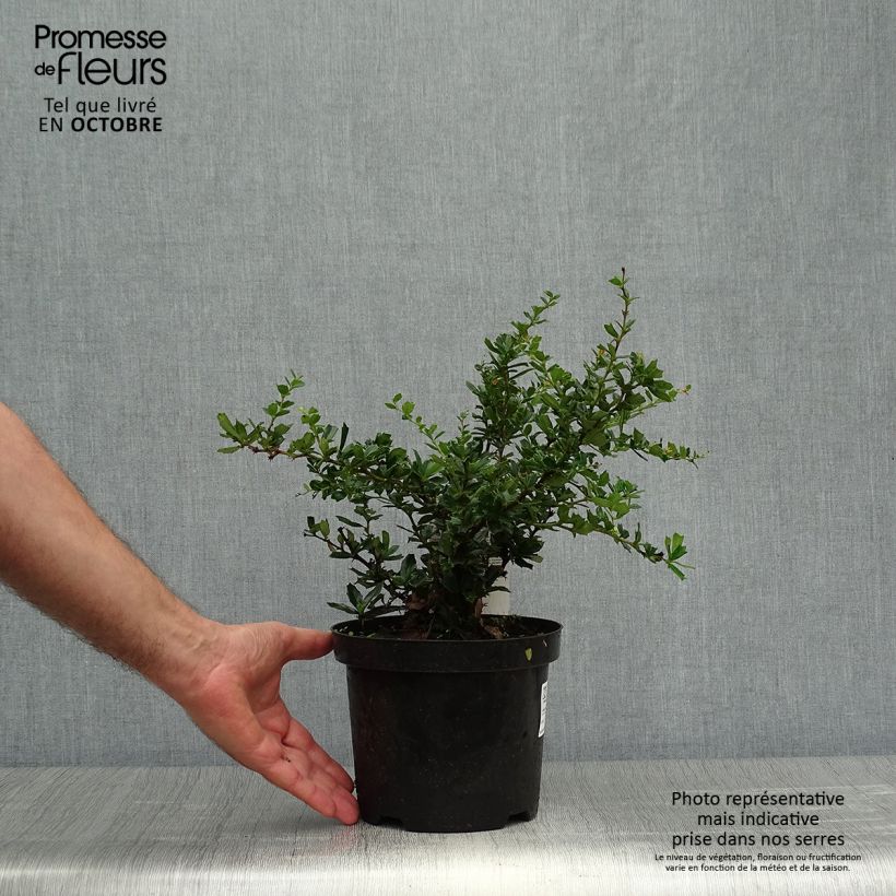 Esemplare di Berberis darwinii Compacta - Crespino di Darwin Vaso da 3L/4L come consegnato in autunno