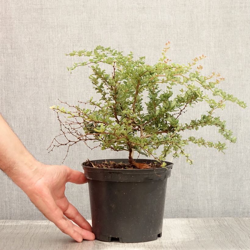 Esemplare di Berberis darwinii Compacta - Crespino di Darwin Vaso da 2L/3L consegnato in estate