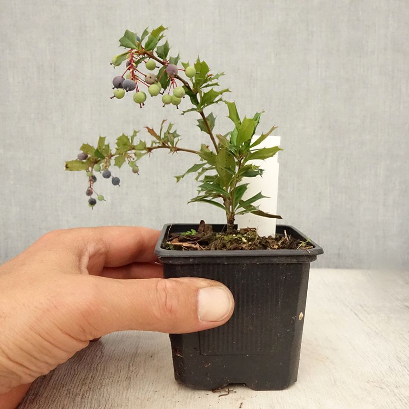 Esemplare di Berberis darwinii - Crespino di Darwin Vasetto da 8/9 cm consegnato in estate