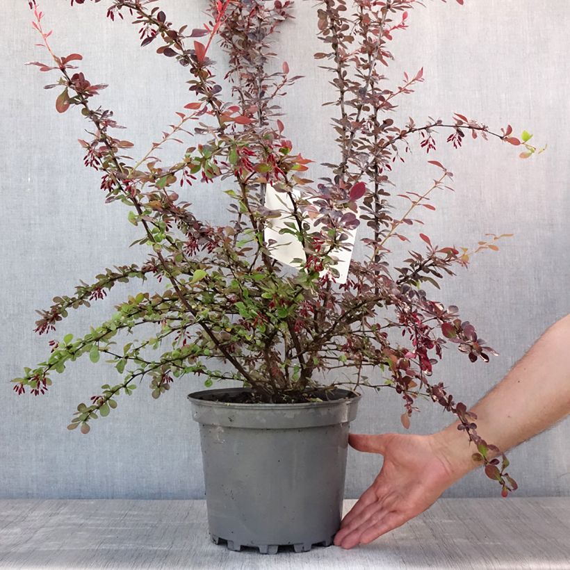 Esemplare di Berberis ottawensis Auricoma - Crespino Vaso da 7,5L/10L consegnato in estate