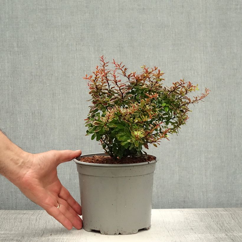 Esemplare di Berberis thunbergii Admiration - Crespino giapponese Vaso da 2L/3L consegnato in estate