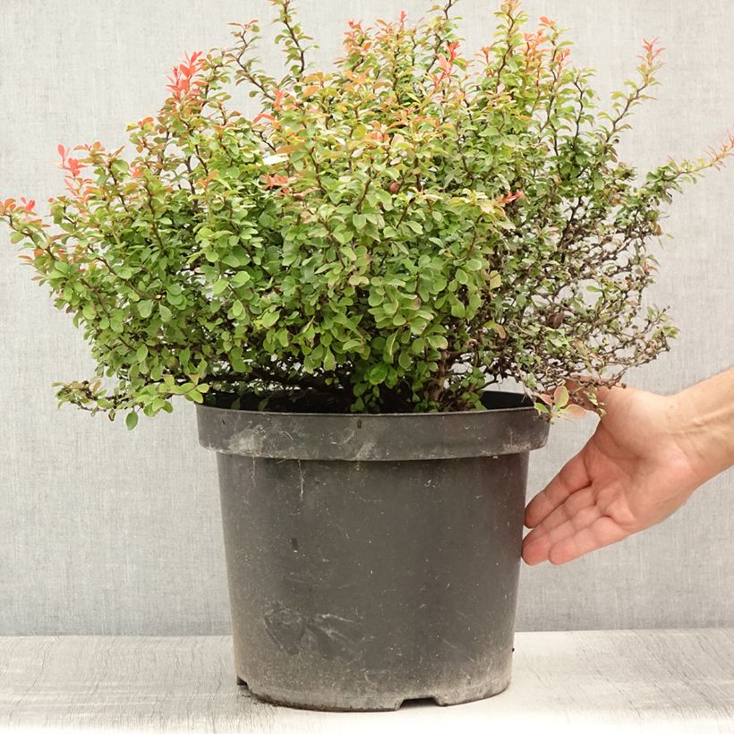 Esemplare di Berberis thunbergii Admiration - Crespino giapponese Vaso da 7,5L/10L consegnato in estate