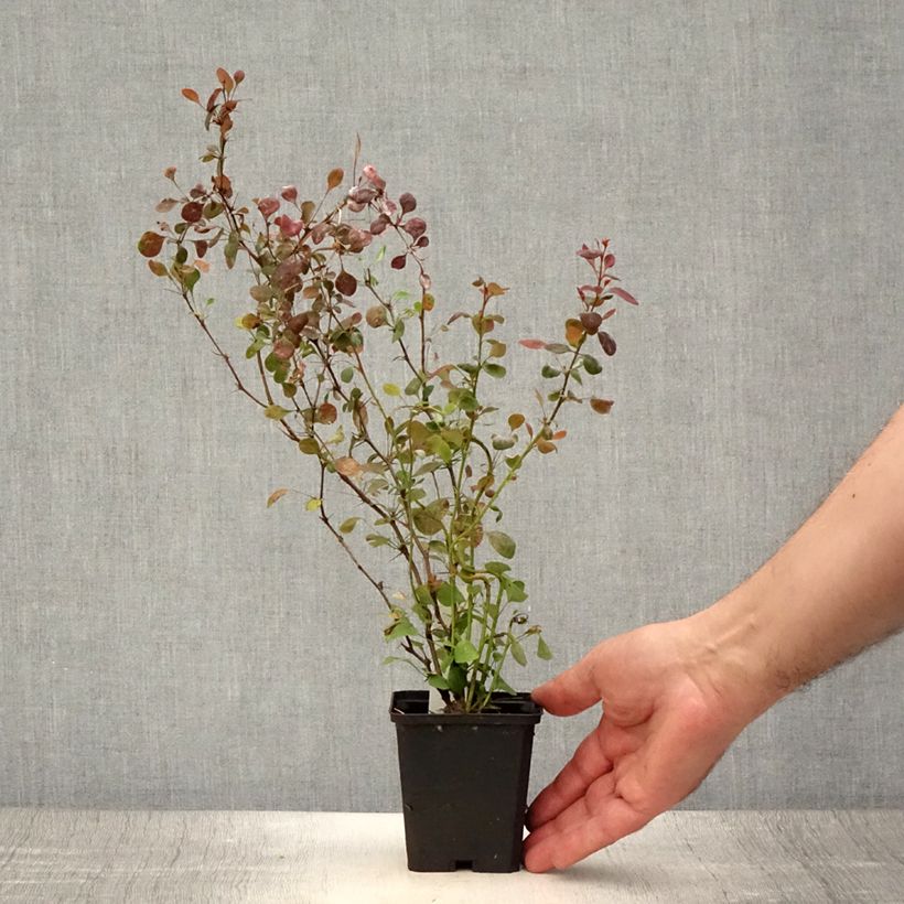 Esemplare di Berberis thunbergii Atropurpurea - Crespino Porpora Giapponese Vasetto da 8/9 cm consegnato in estate