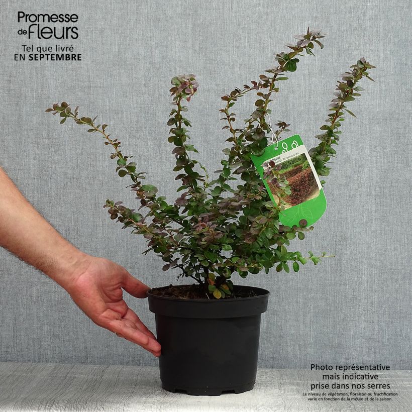 Esemplare di Berberis thunbergii Atropurpurea - Crespino Porpora Giapponese Vaso da 2L/3L consegnato in estate