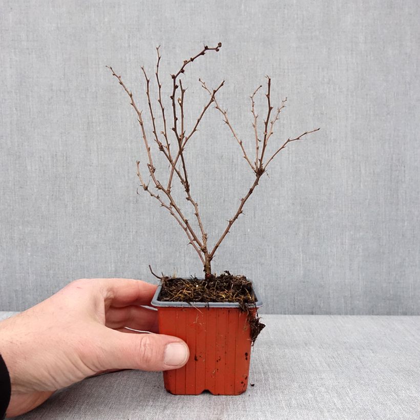 Berberis thunbergii Aurea - Crespino giapponese Vasetto da 8/9 cm esemplare consegnato in inverno