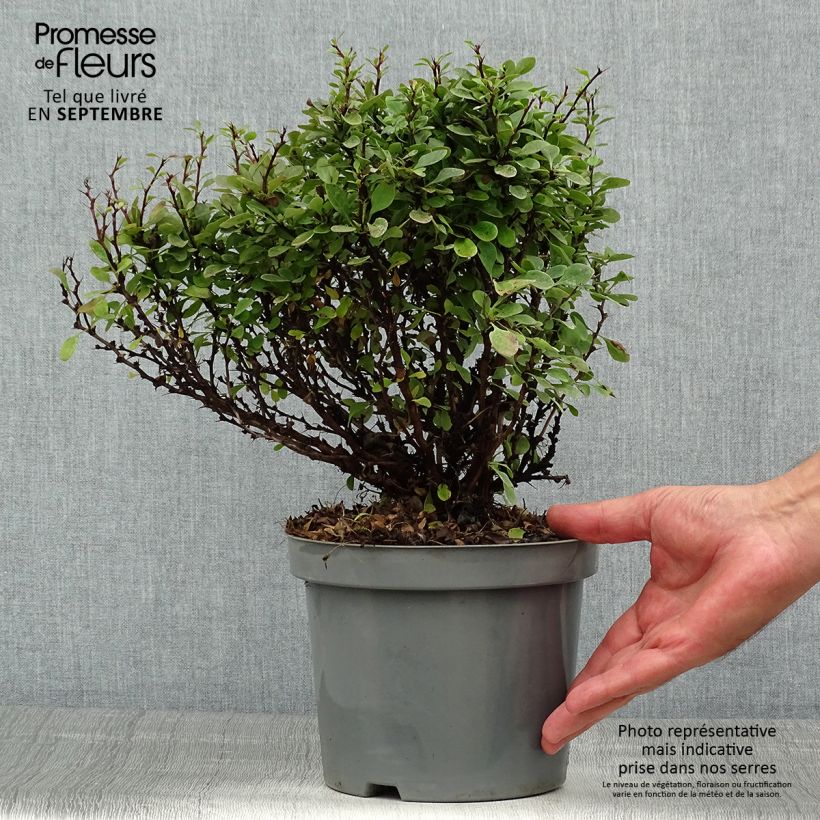 Esemplare di Berberis thunbergii Bagatelle - Crespino giapponese Vaso da 2L/3L consegnato in estate