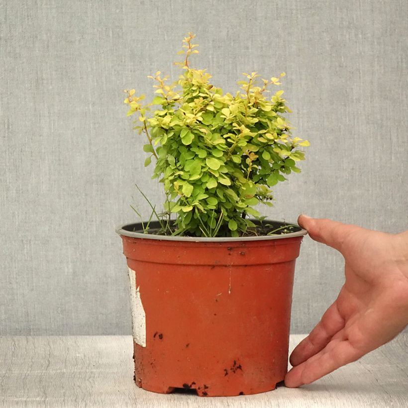 Esemplare di Berberis thunbergii Bonanza Gold - Crespino giapponese Vaso da 2L/3L consegnato in estate