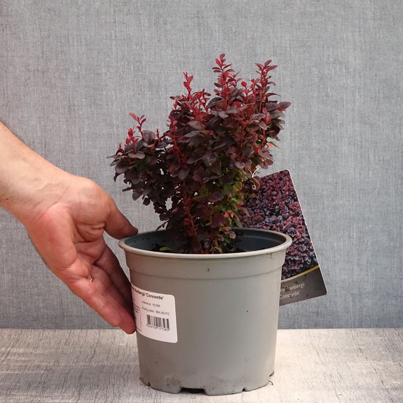 Esemplare di Berberis thunbergii Concorde - Crespino giapponese Vaso da 2L/3L consegnato in estate