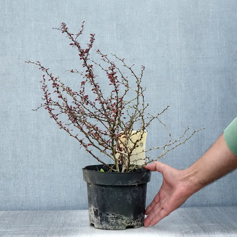 Esemplare di Berberis thunbergii Dart's Red Lady - Crespino giapponese Vaso da 2L/3L consegnato in estate