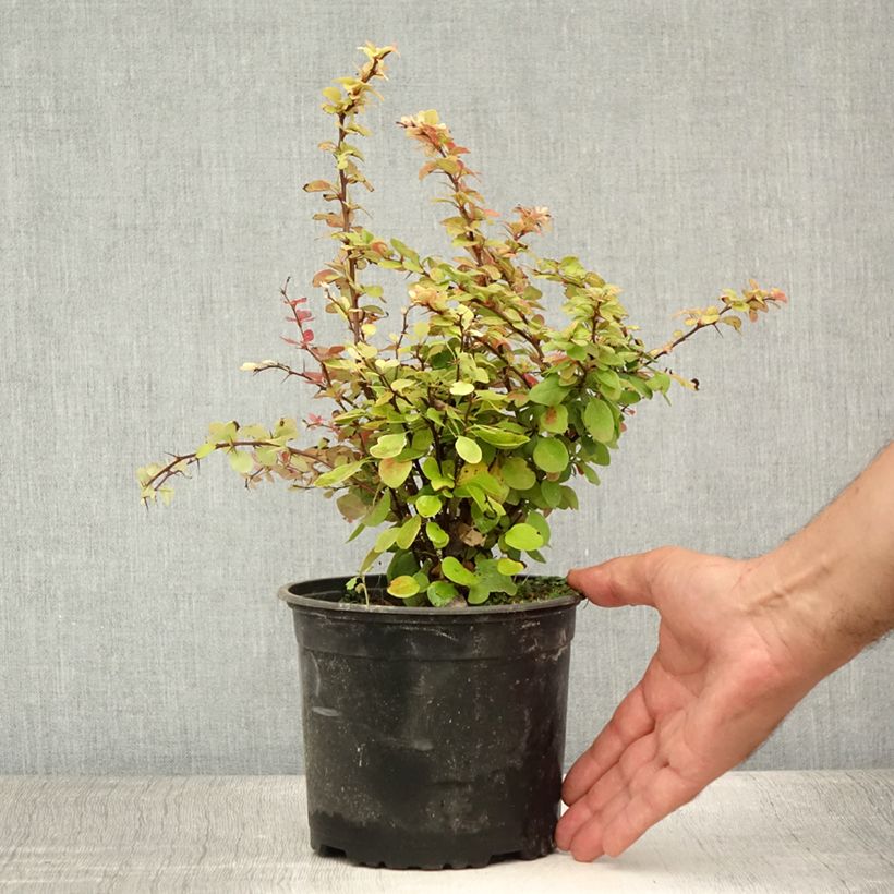 Esemplare di Berberis thunbergii Vaso da 2L/3L consegnato in estate