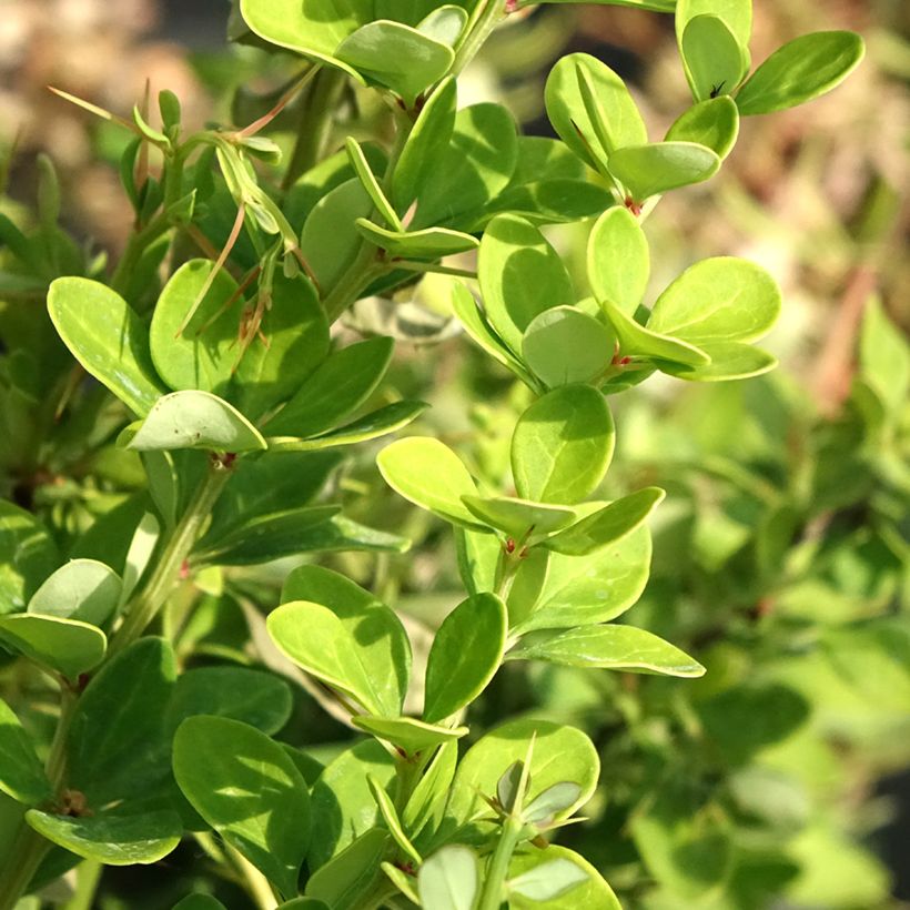 Berberis thunbergii Erecta - Crespino giapponese (Fogliame)