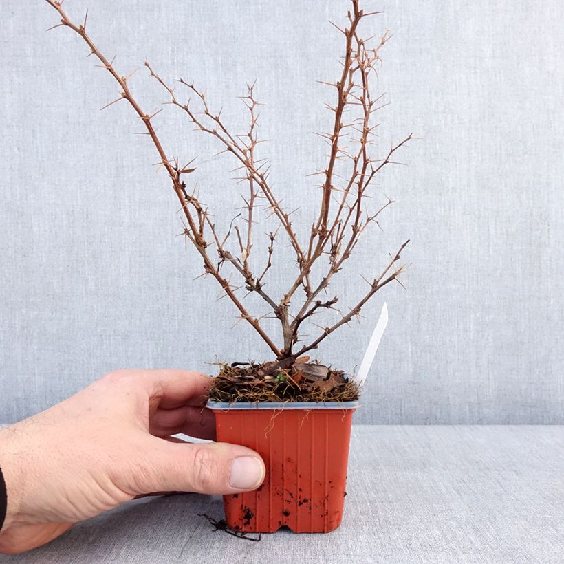 Berberis thunbergii Erecta - Crespino giapponese Vasetto da 8/9 cm esemplare consegnato in inverno
