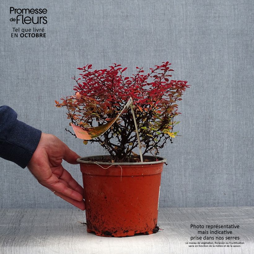 Esemplare di Berberis thunbergii Fireball - Crespino giapponese Vaso da 2L/3L come consegnato in autunno