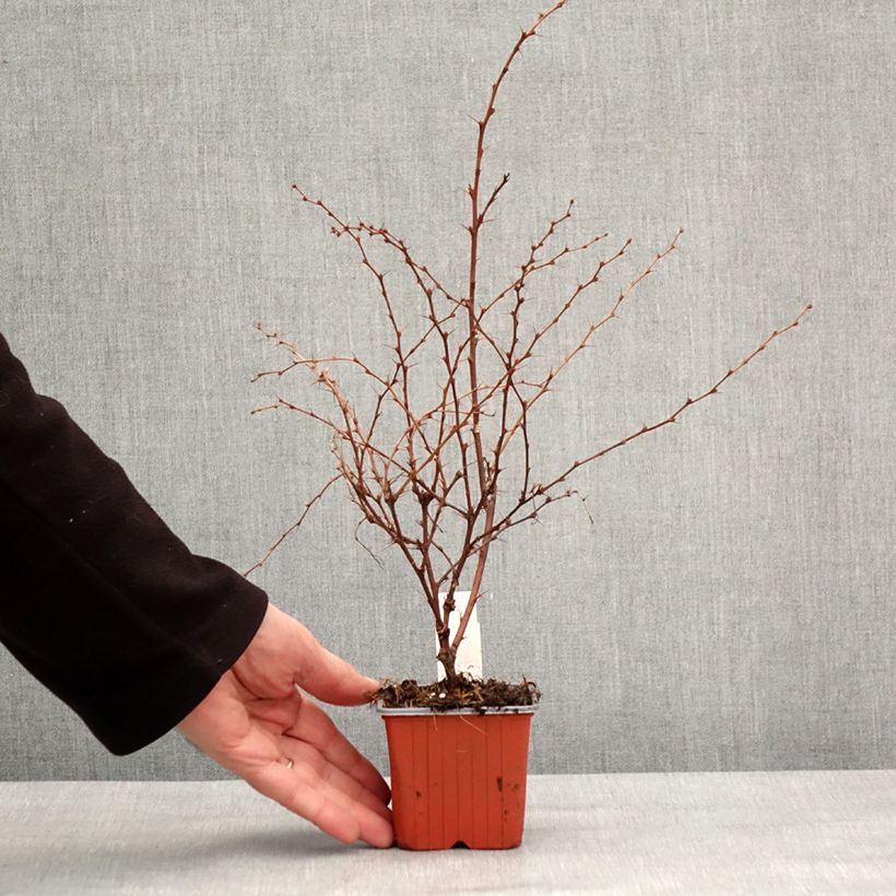 Berberis thunbergii Flamingo - Crespino giapponese Vasetto da 8/9 cm esemplare consegnato in inverno