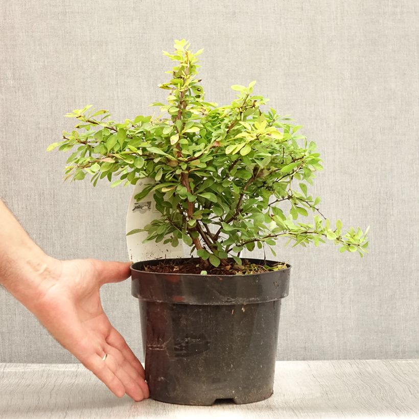 Esemplare di Berberis thunbergii Golden Carpet - Crespino giapponese Vaso da 3L/4L consegnato in estate