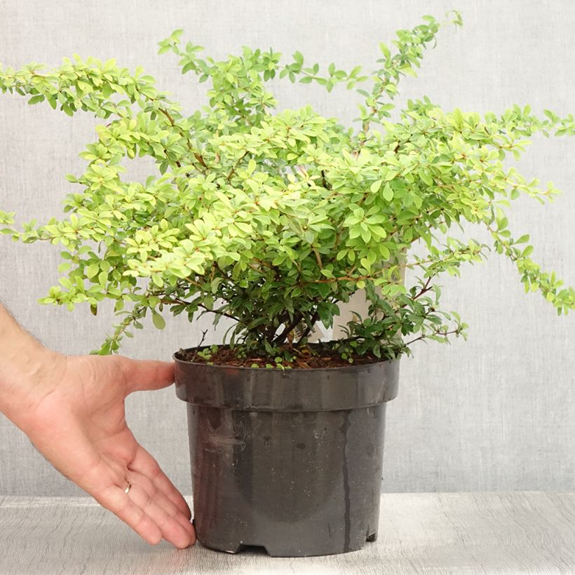 Esemplare di Berberis thunbergii Golden Dream - Crespino giapponese Vaso da 2L/3L consegnato in estate