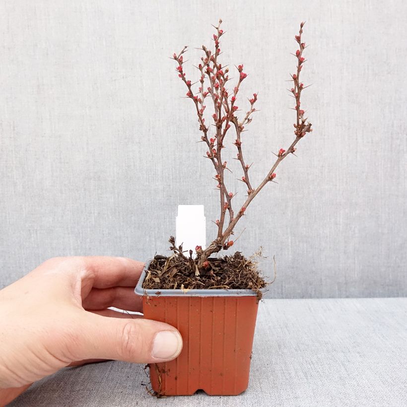 Berberis thunbergii Golden Ruby - Crespino giapponese Vasetto da 8/9 cm esemplare consegnato in inverno