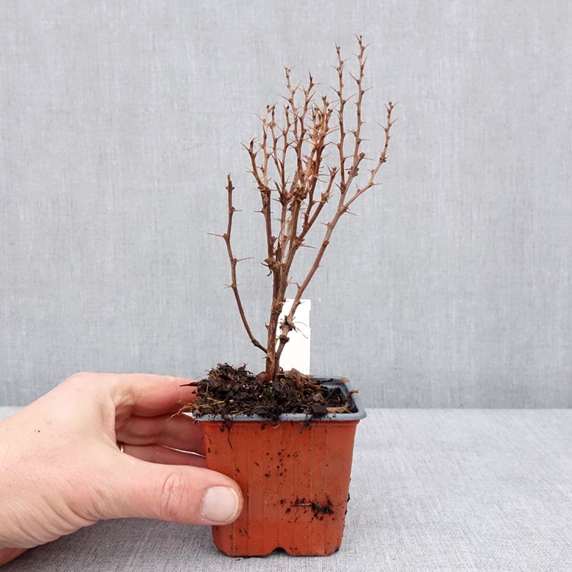 Berberis thunbergii Golden Torch - Crespino giapponese Vasetto da 8/9 cm esemplare consegnato in inverno