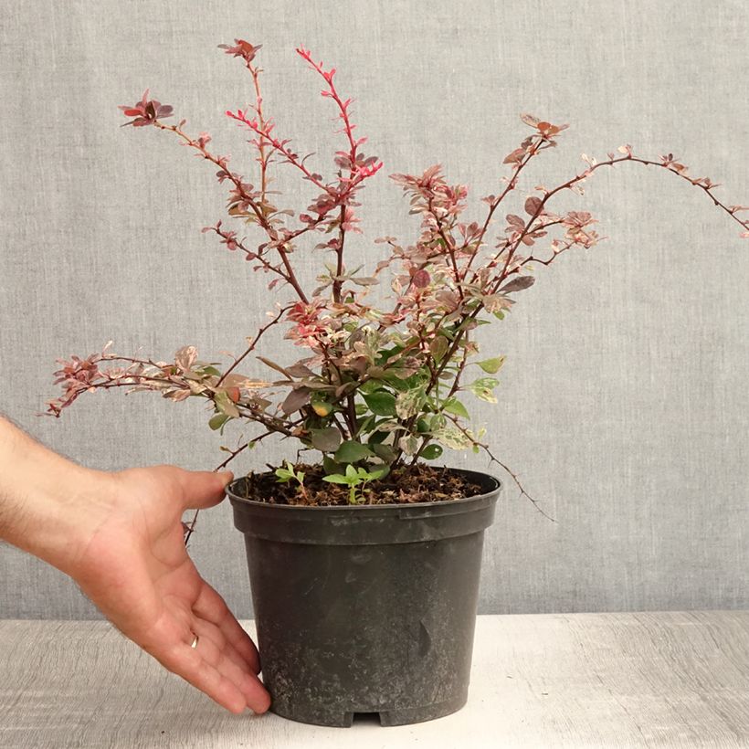 Esemplare di Berberis thunbergii Harlequin - Crespino giapponese Vaso da 2L/3L consegnato in estate