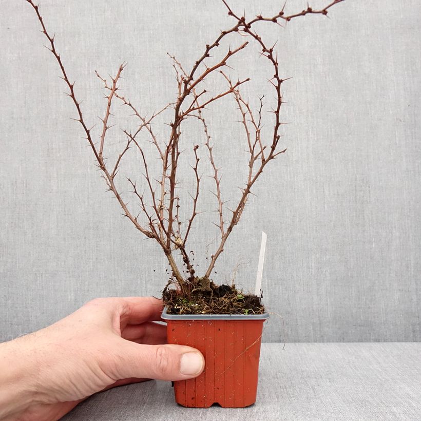 Berberis thunbergii Kelleriis - Crespino giapponese Vasetto da 8/9 cm esemplare consegnato in inverno