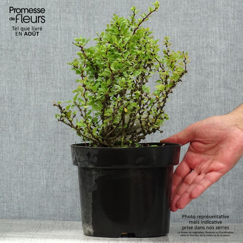 Esemplare di Berberis thunbergii Kobold - Crespino giapponese Vaso da 2L/3L consegnato in estate