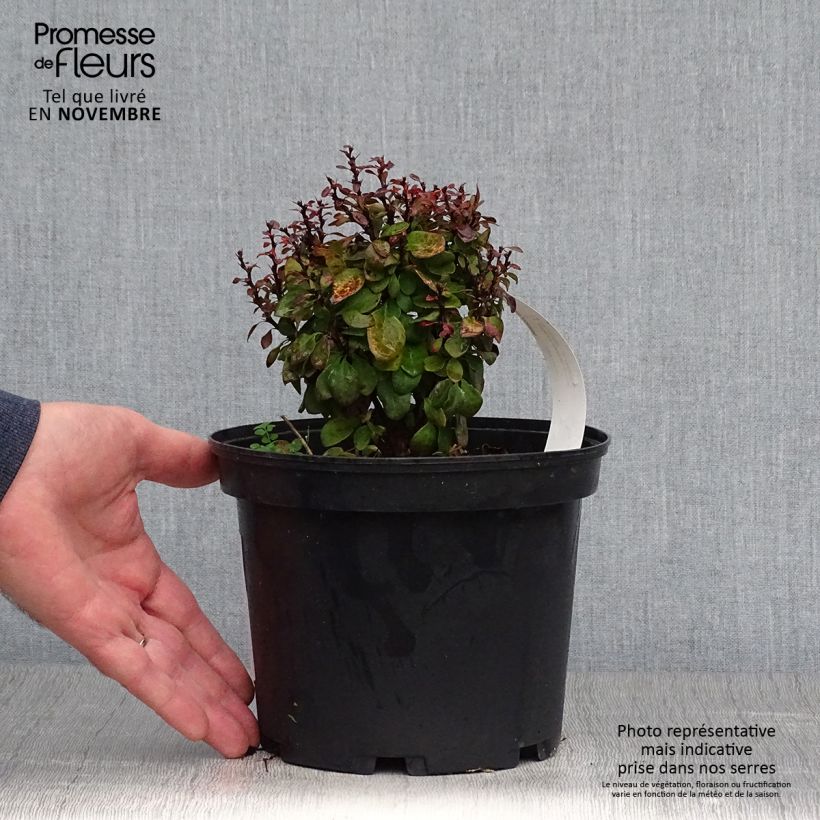 Esemplare di Berberis thunbergii Lutin Rouge - Crespino giapponese Vaso da 2L/3L come consegnato in autunno