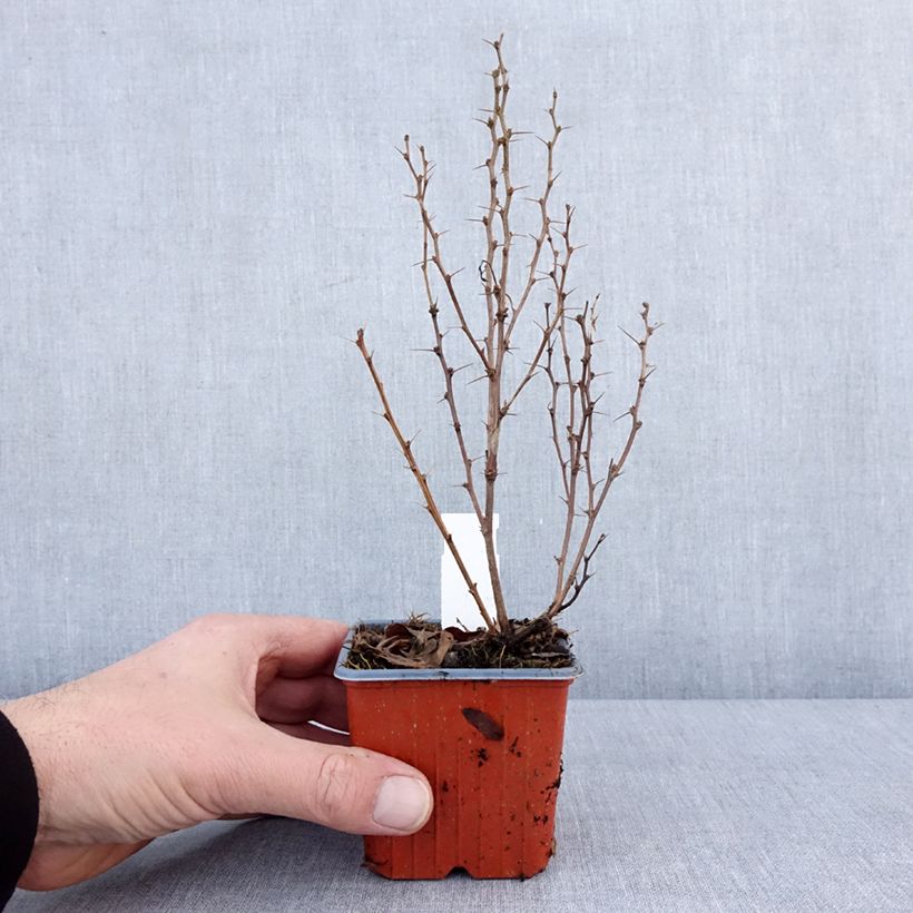 Berberis thunbergii Maria - Crespino giapponese Vasetto da 8/9 cm esemplare consegnato in inverno