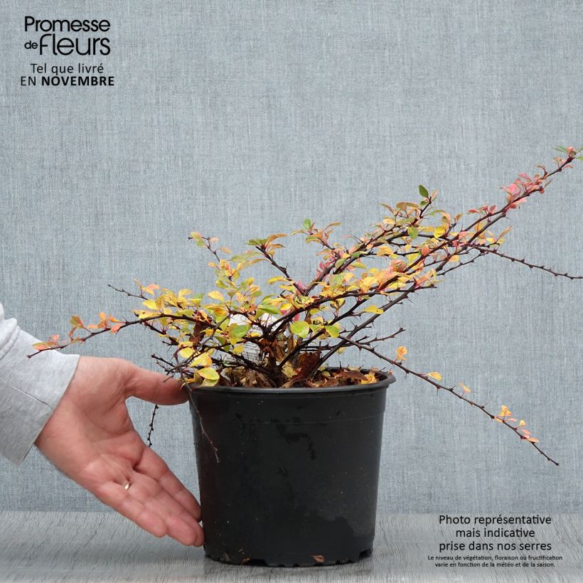 Esemplare di Berberis thunbergii Natasza - Crespino giapponese Vaso da 2L/3L come consegnato in autunno