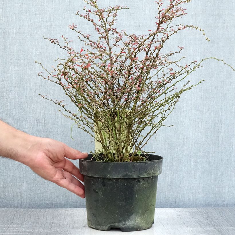 Esemplare di Berberis thunbergii Orange Dream - Crespino giapponese Vaso da 2L/3LAltezza consegnata circa 30/40cm consegnato in estate