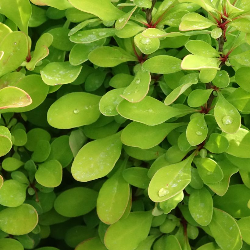 Berberis thunbergii Powwow - Crespino giapponese (Fogliame)