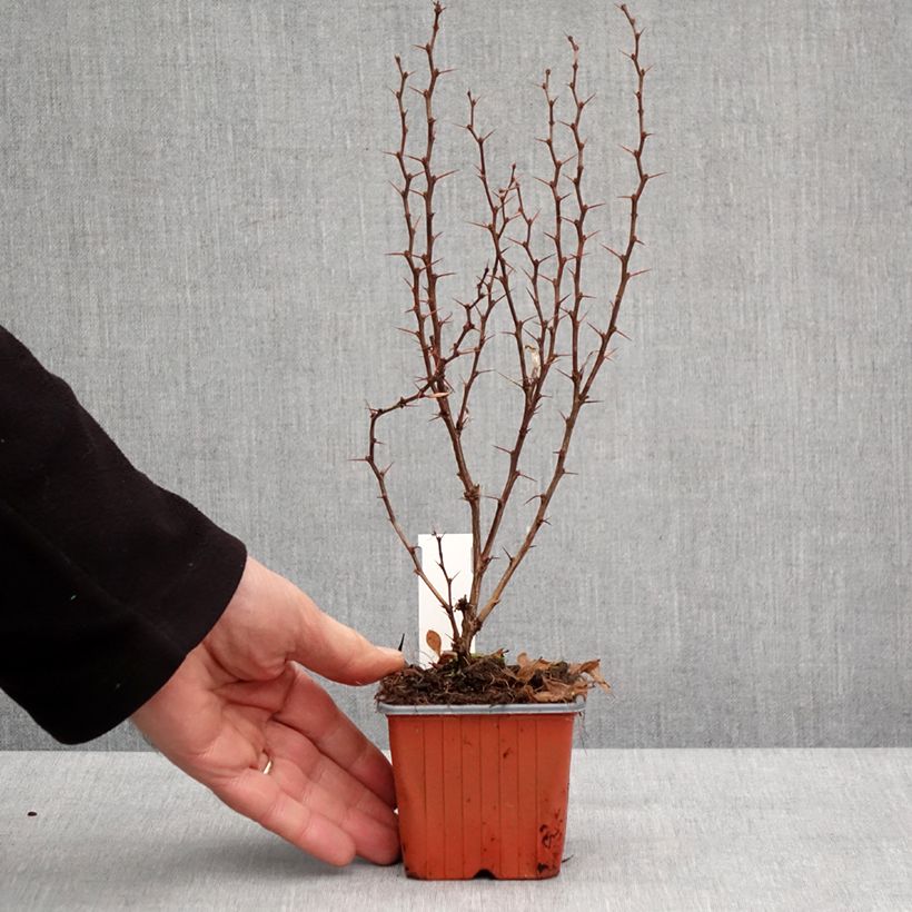 Berberis thunbergii Powwow - Crespino giapponese Vasetto da 8/9 cm esemplare consegnato in inverno