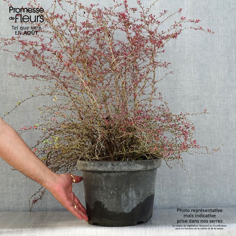 Esemplare di Berberis thunbergii Red Dream - Crespino giapponese Vaso da 7,5L/10L consegnato in estate